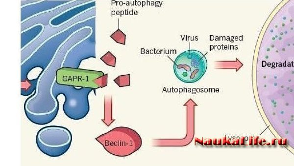 Найден ключевой белок, защищающий от большинства вирусов
